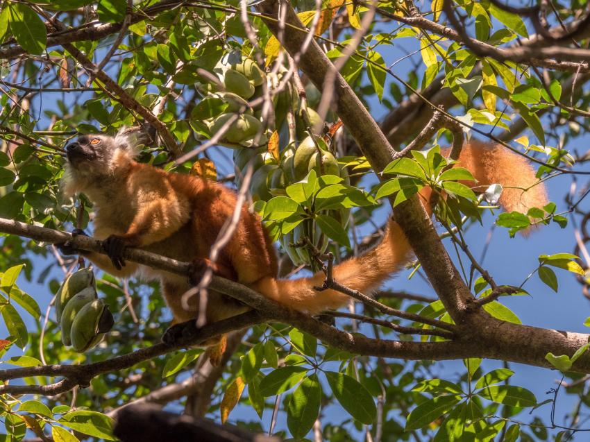 Lemur in Lokobe, Scuba Nosy Be, Madagaskar