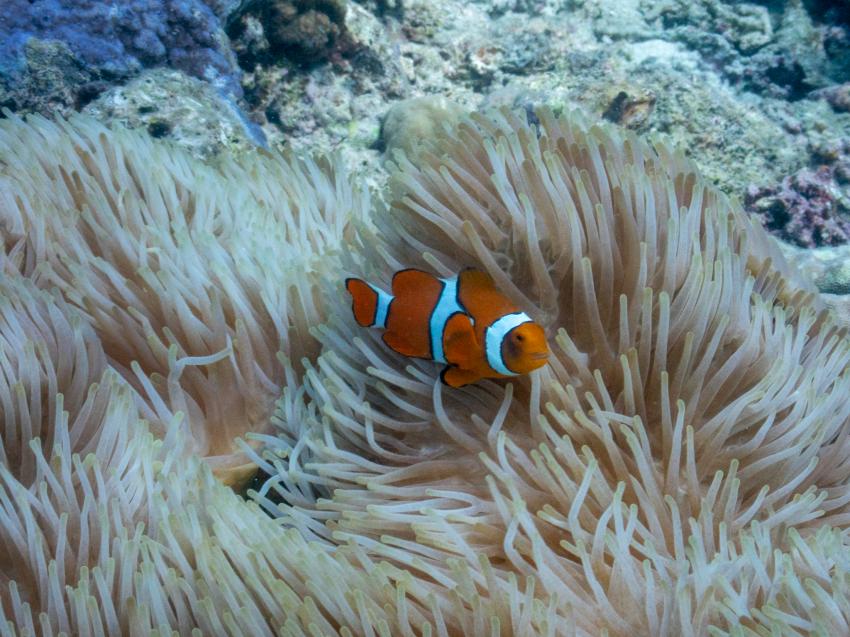 Clownfish, Ocean Quest, Deep Sea Divers Den, Cairns, Australien