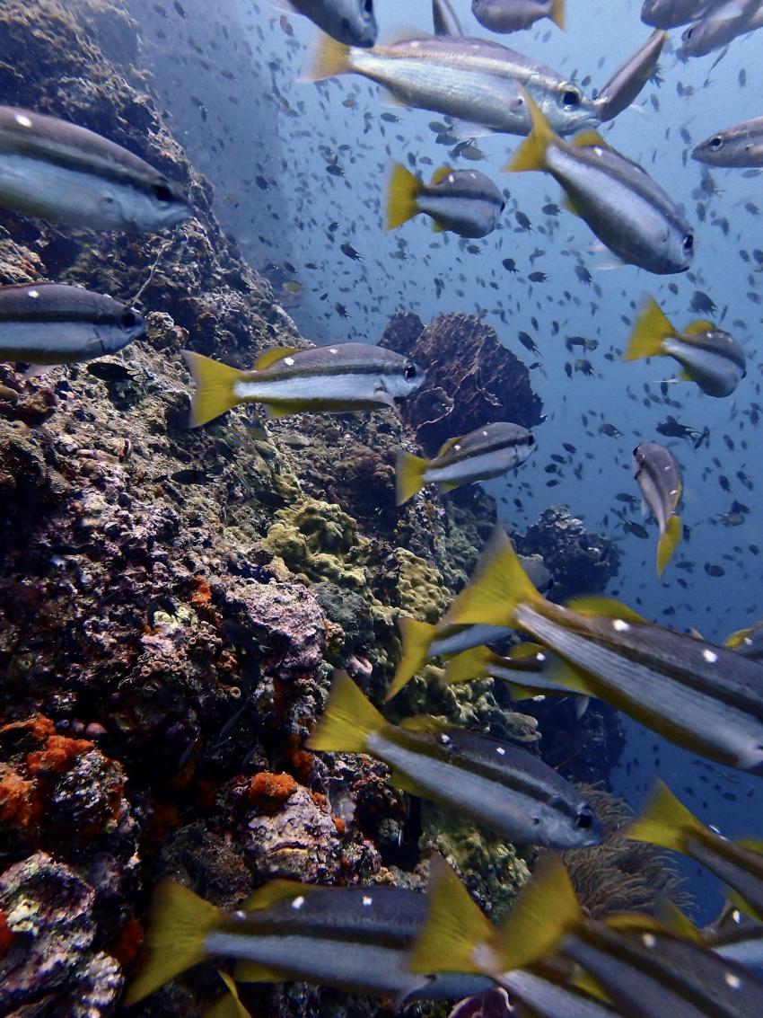 Aloha Diving, Rawai, Phuket, Thailand, Andamanensee