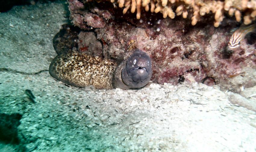 Chumpon Pinnacle, Chumpon Pinnacle / Koh Tao,Thailand