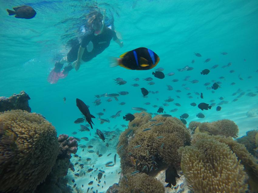 Snorkeling, Bluewavediving-Zanzibar, Tansania, Sansibar