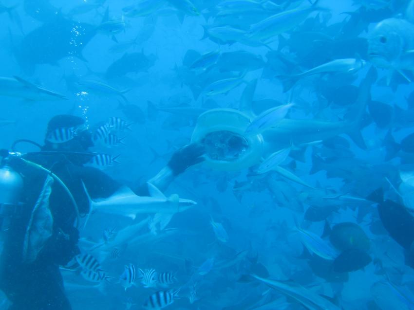 The Bistro - Full of Sharks, Beqa Lagoon,Fidschi,Hai,Maul offen,Fütterung,anfüttern