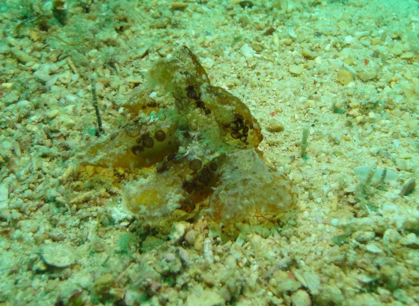 Bei den Cocktail Divers im Garden of Eden, Mindoro,Philippinen