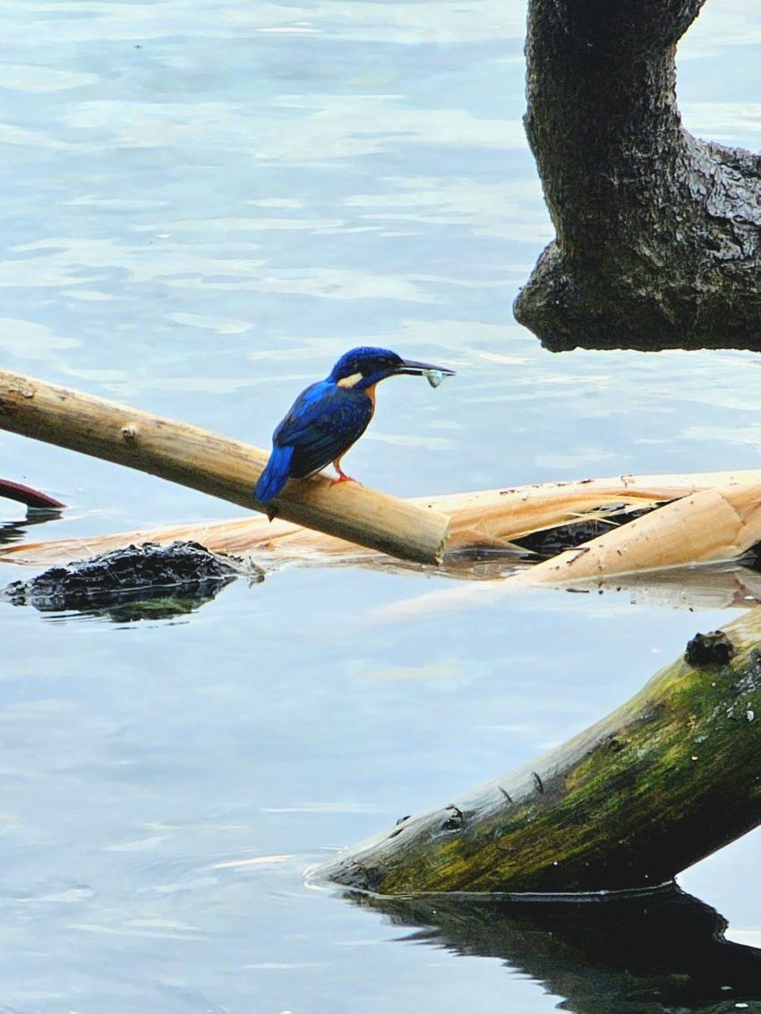 Proco Island Bambu Resort, Indonesien, Allgemein