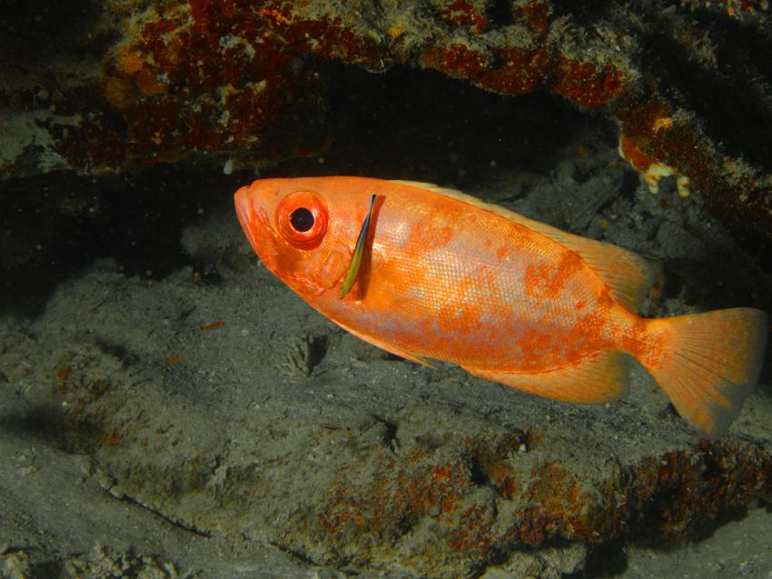 Hambillica, House Reef, Siquijor,Philippinen