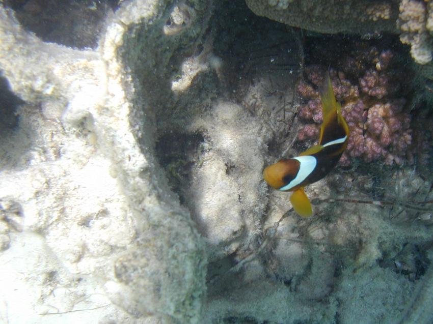 Rotes Meer allgemein, Rotes Meer allgemein,Ägypten