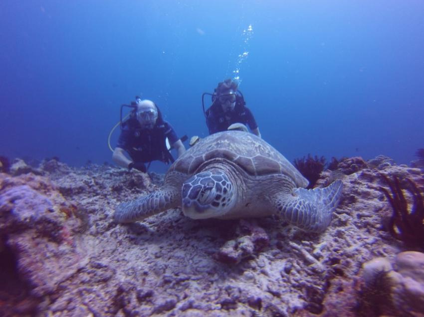 green turtle, 3W Dive, Gili Air, Indonesien, Allgemein