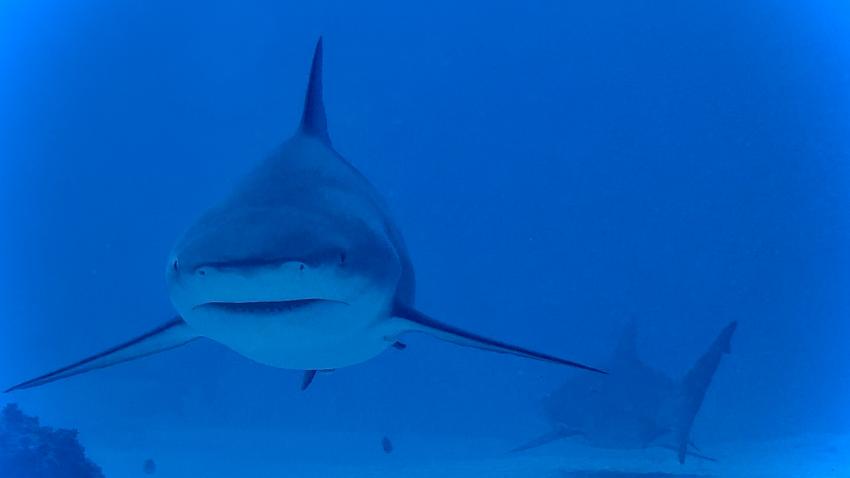 Bullshark, Playa del Carmen, Mayan Riviera, Diving Reality, Mexiko