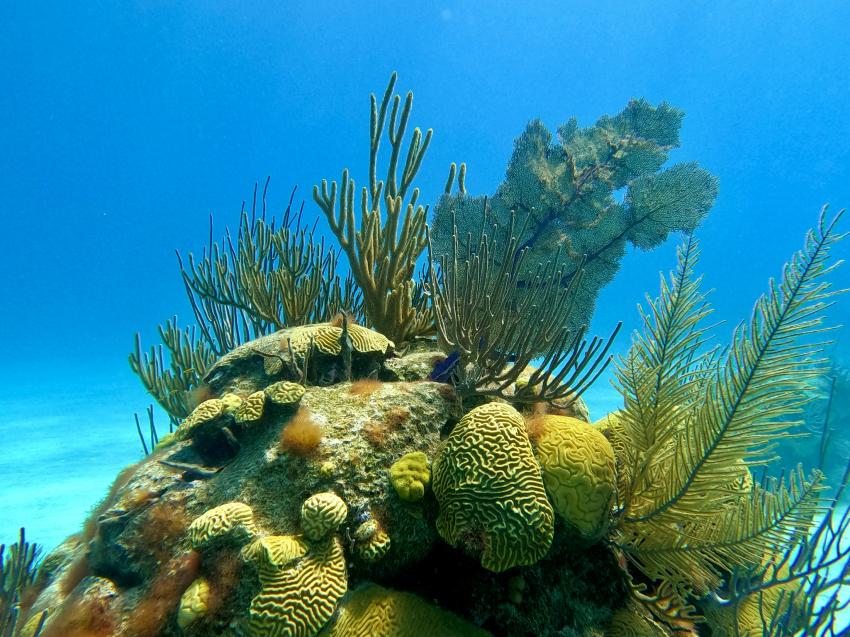 Ein bunter Korallentraum, Blue Water Divers & Watersports, Bermuda