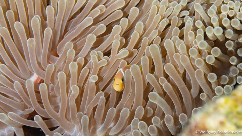 Malediven-Anemonenfisch (Amphiprion nigripes)