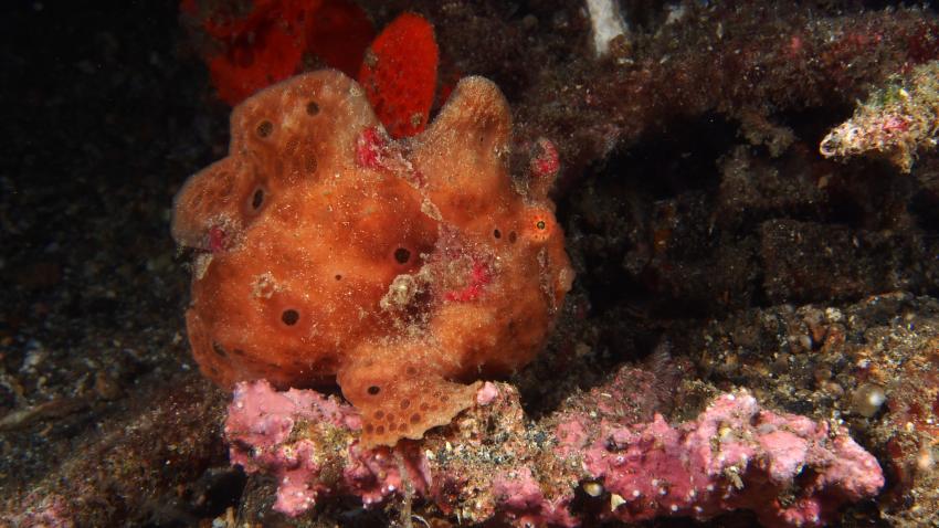 Frogfishmania Part 3, Lembeh Strait,Nord Sulawesi,Indonesien,Anglerfisch,Frogfisch