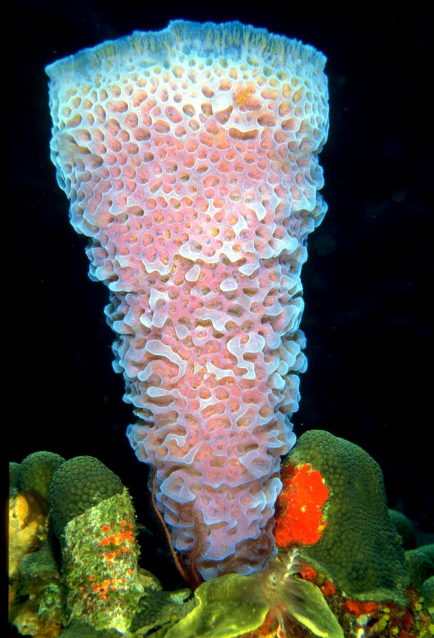 Sponge Reef © Aruba Tourism Authority, Sponge Reef, Niederländische Antillen, Aruba