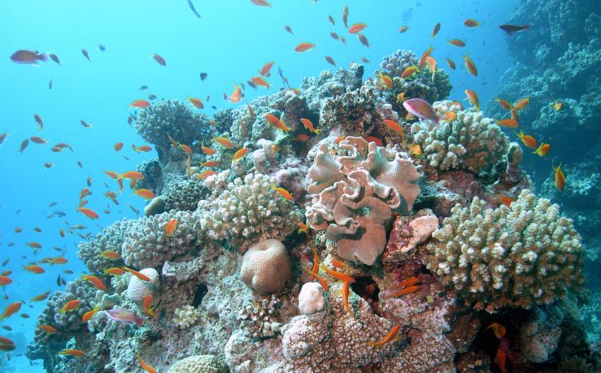 Safaga 01/2011 Teil 5, Safaga - allgemein,Ägypten