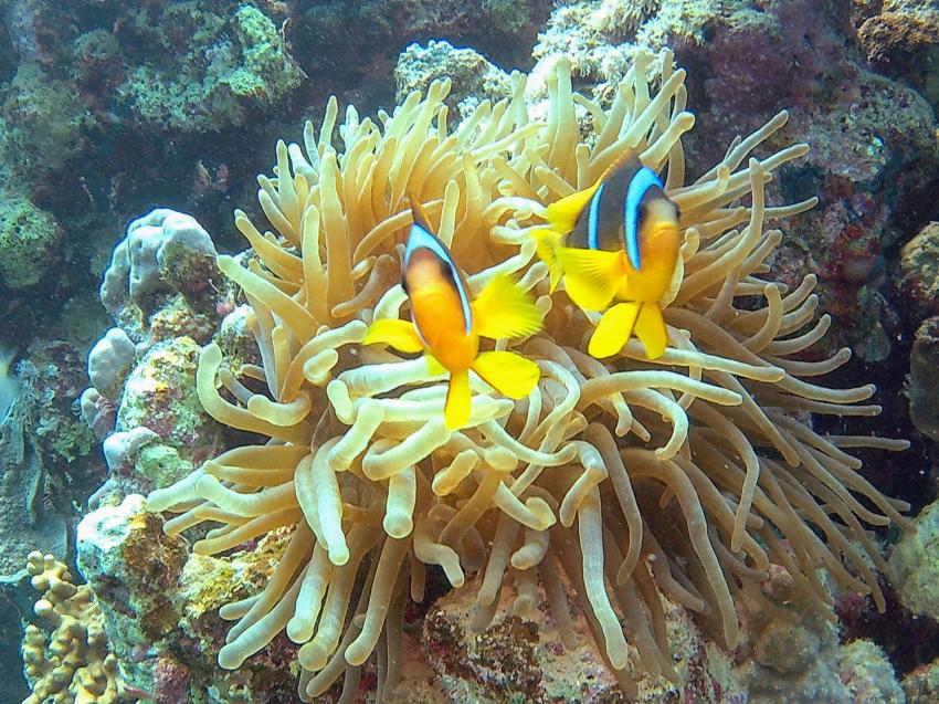 Mangrove Bay, Nemo, s, Scuba World Divers El Quseir, SENTIDO Oriental Dream Resort, Ägypten, El Quseir bis Port Ghalib
