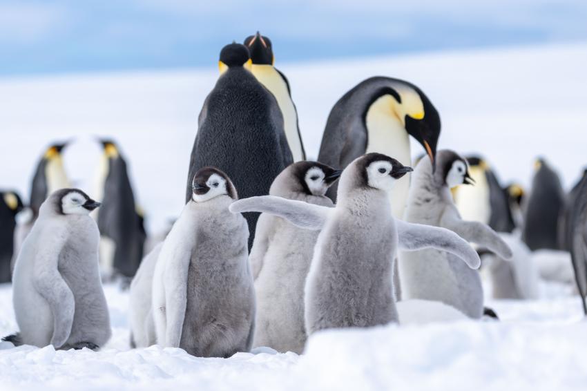 Oceanwide Expeditions Antarctica, Pinguine, Antarktis, Eismeer, Eisberg, Oceanwide Expeditions Antarctica, Oceanwide Expeditions, Niederlande