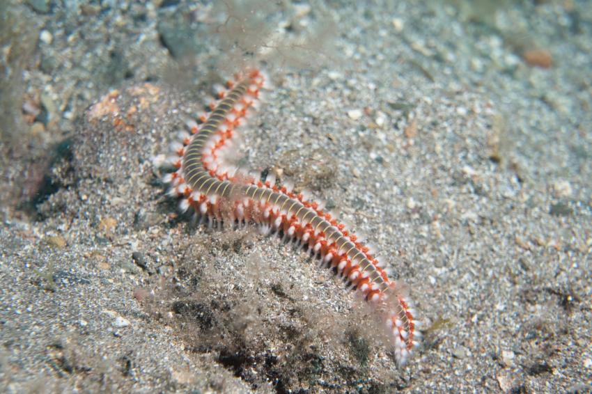 Feuerwurm, Zeus Dive Center, Playa del Ingles, Gran Canaria, Spanien, Kanaren (Kanarische Inseln)