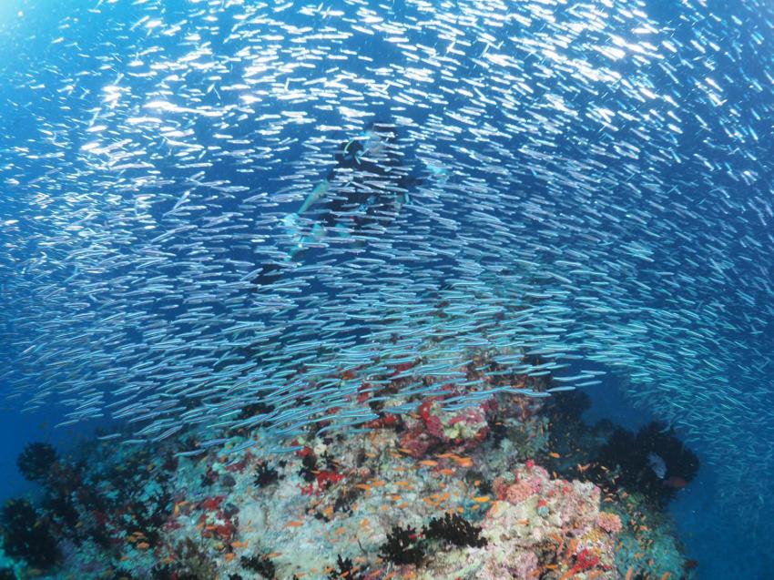 DivePoint Fuvahmulah, Malediven