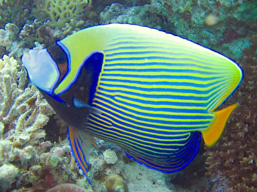 Makadi Bay, Makadi Bay,Ägypten,Kaiserfisch