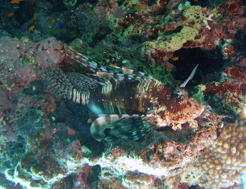 Safaga 01/2011 Teil 5, Safaga - allgemein,Ägypten