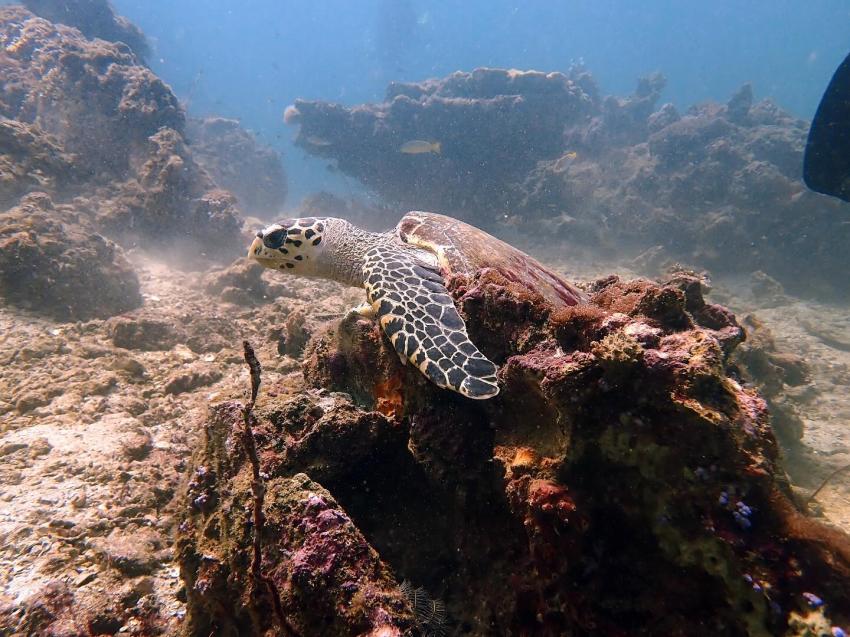 Thailand Divers, Thailand, Andamanensee