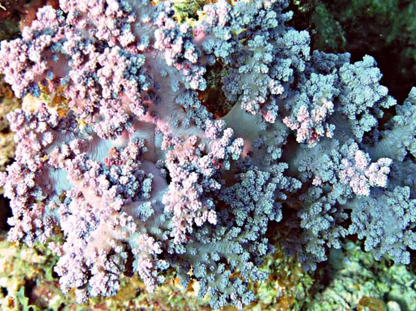 Brayka Bay, Brayka Bay,Ägypten