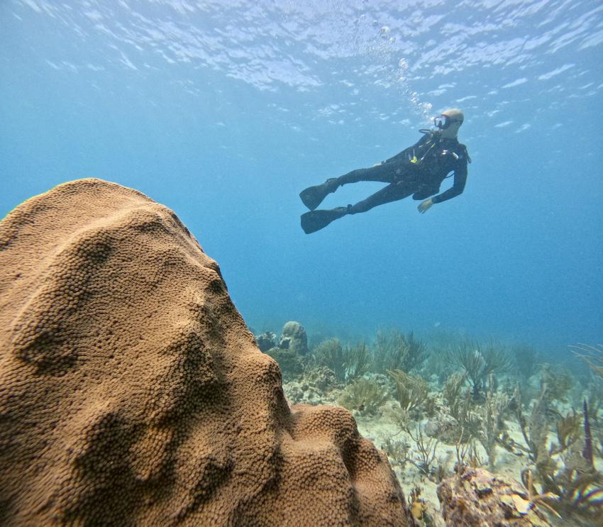 Local Reef, Playa del Carmen, Mayan Riviera, Diving Reality, Mexiko