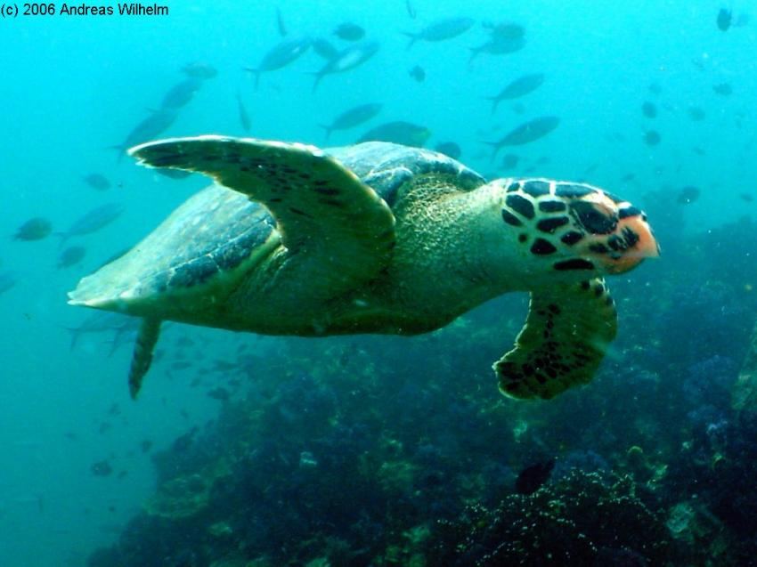 Phuket - Shark Point, Phuket - Shark Point,Thailand