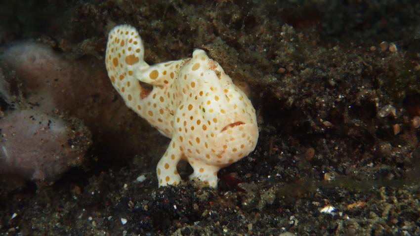 Frogfishmania Part 3, Lembeh Strait,Nord Sulawesi,Indonesien,Anglerfisch,Frogfisch