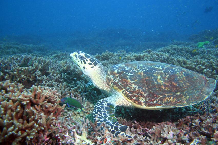 Safari Similans,Koh Bon ,Koh Tachai,Richelieu, Similan Islands,Thailand,Meeresschildkröte,auf Koralle sitzend