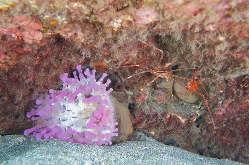 Anemone und Spinnenkrabbe, Zeus Dive Center, Playa del Ingles, Gran Canaria, Spanien, Kanaren (Kanarische Inseln)