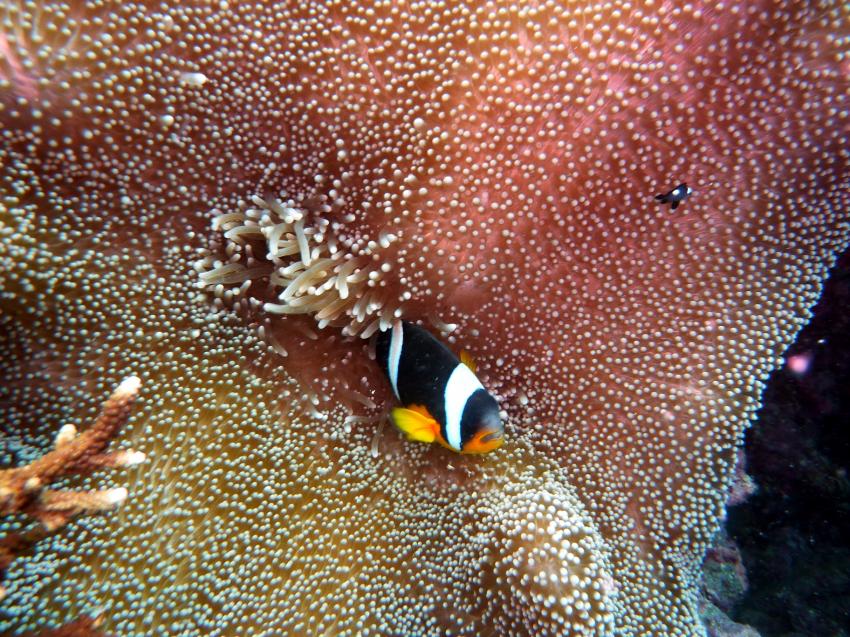 Aquarium 9. Nov. 2009 nach 1 Woche rauher See, Mahe,Beau Vallon,Aquarium,Seychellen