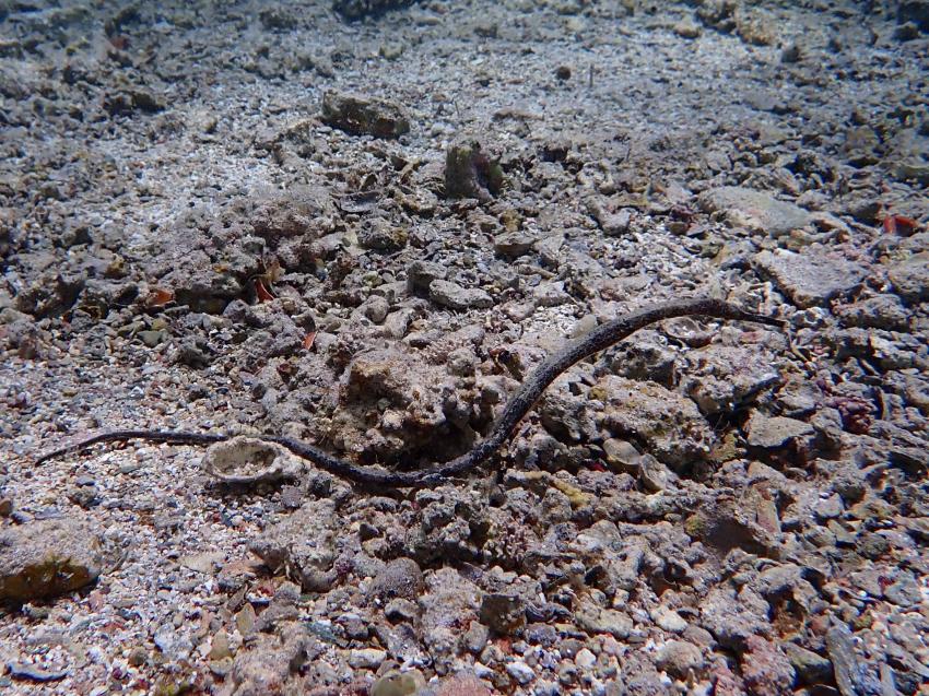 Atlantik Diving Center, Ägypten, El Quseir bis Port Ghalib