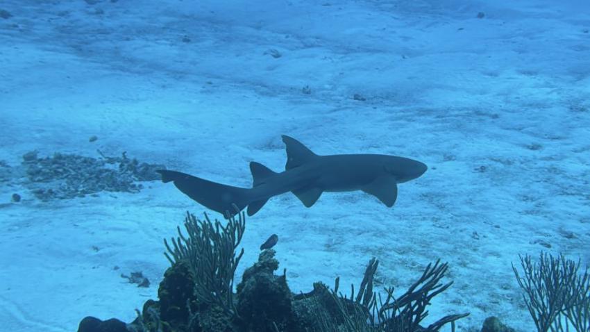 Cozumel Dive School, Mexiko