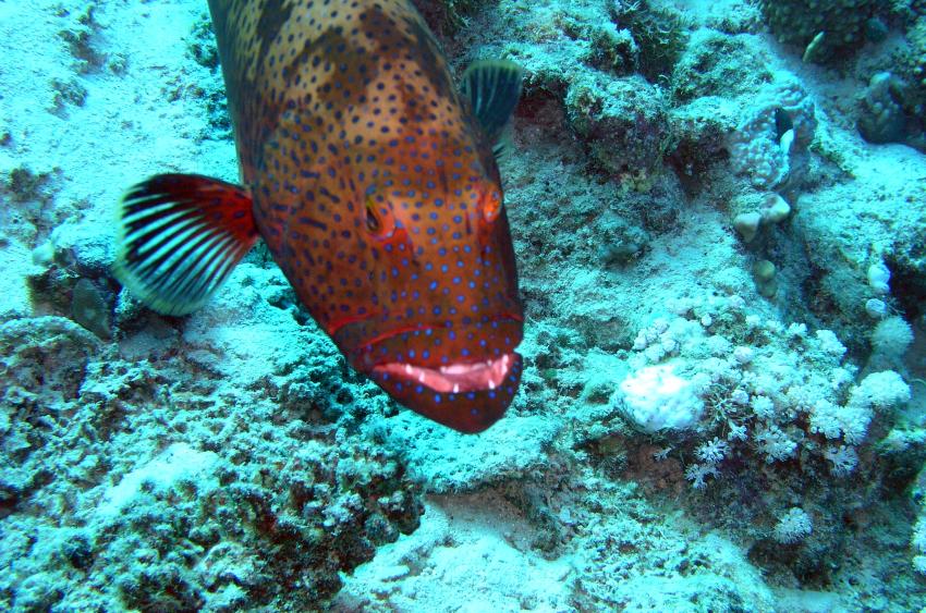 Brayka Bay, Brayka Bay,Ägypten