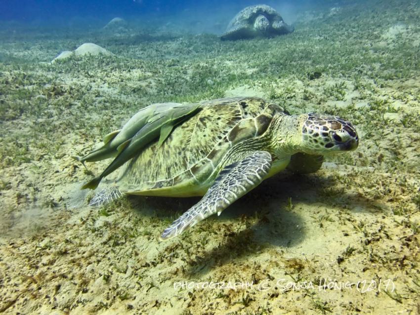 Schildkröte im Abu Dabab Housereef, diving.de abu dabab, diving.DE Abu Dabab, El Malikia Resort, Ägypten, Marsa Alam und südlich