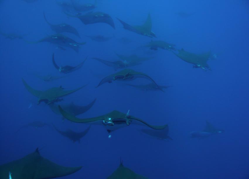 Wahoo-Diving, Santa Maria, Azoren