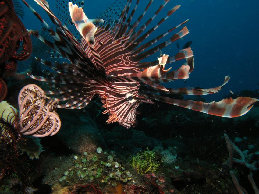 Komodo, Orca Dive Club Labuan Bajo Flores,Allgemein,Indonesien,Skorpionsfische,Rotfeuerfisch