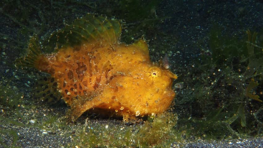 Frogfishmania Part 3, Lembeh Strait,Nord Sulawesi,Indonesien,Anglerfisch,Frogfisch