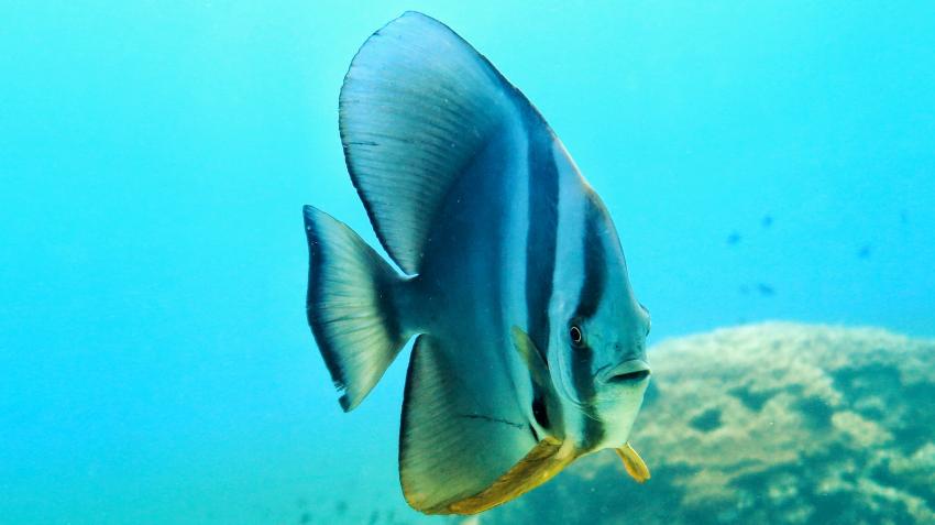 Wetzonedivers, Khao Lak, Thailand, Andamanensee