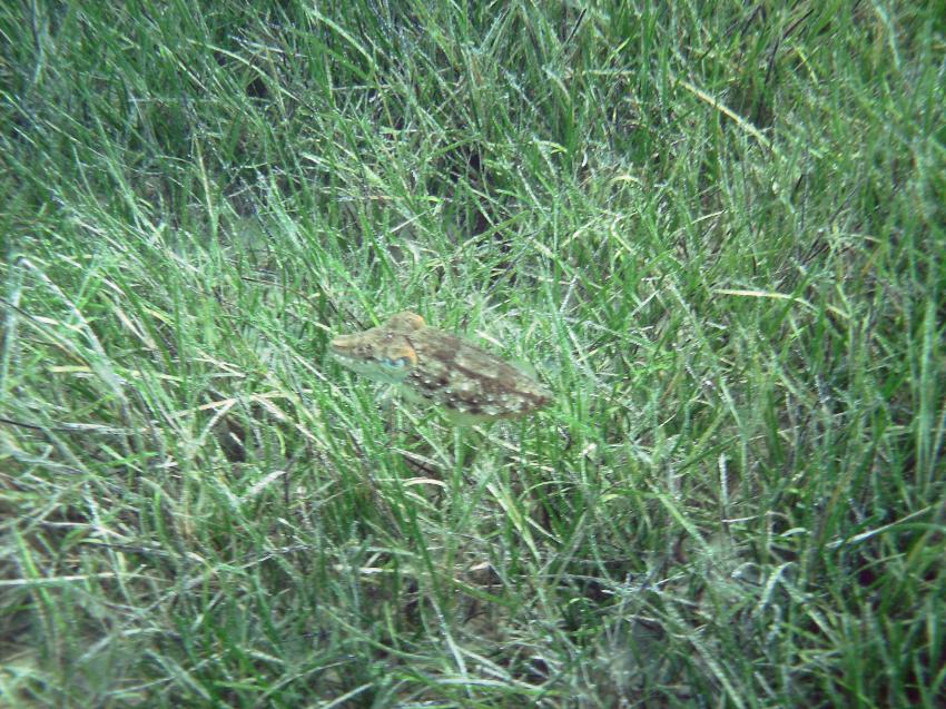 Halkidiki - Athos, Halkidiki - Athos,Griechenland