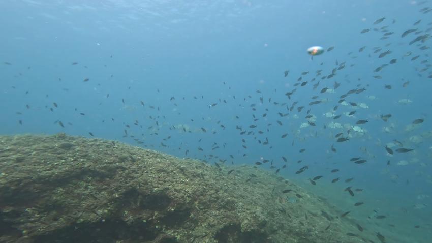 viele Fische, Scubacenter Sv. Marina, Kroatien