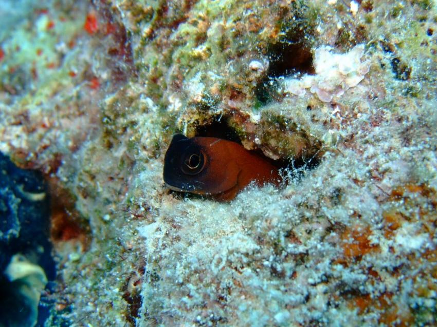 Gassous Bay, Coral Garden,Ägypten,Blenni,Schleimfisch,verstecken,Koralle