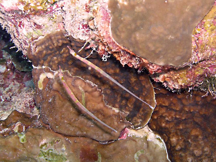 Brayka Bay, Brayka Bay,Ägypten