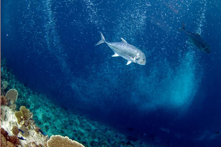 Ellaidhoo, Ari Atoll,Malediven,Dickkopf-Stachelmakrelen,Caranx ignobilis