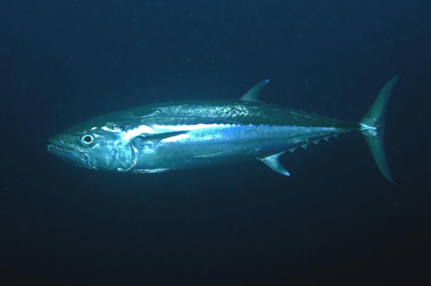 Ellaidhoo, Ari Atoll,Malediven,Thunfisch,Gymnosarda unicolor