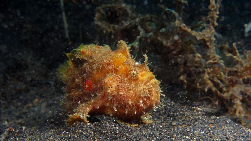 Frogfishmania Part 3, Lembeh Strait,Nord Sulawesi,Indonesien,Anglerfisch,Frogfisch