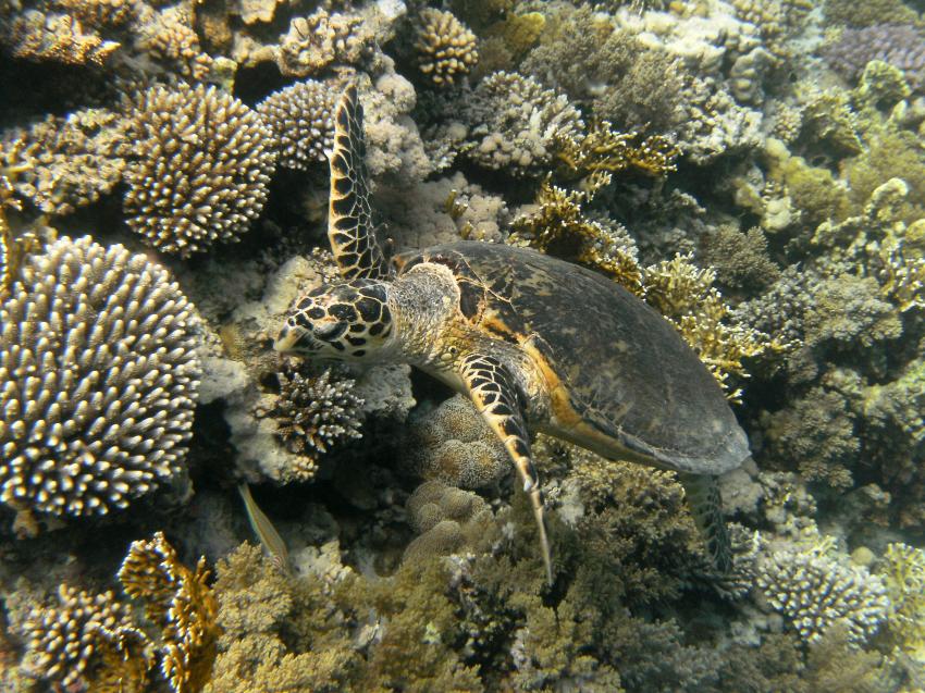 Karettschildkröte segelt übers Riff