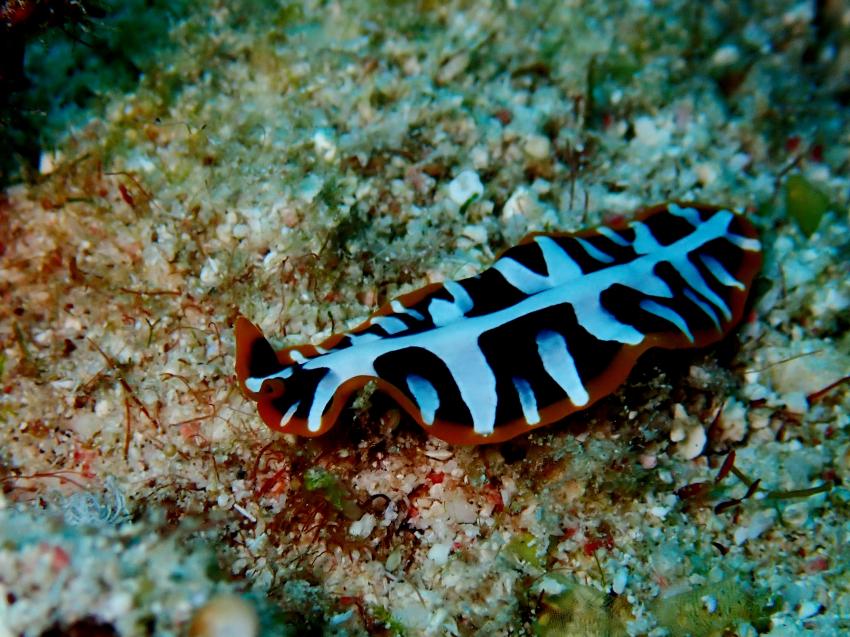 Atlantik Diving Center, Ägypten, El Quseir bis Port Ghalib