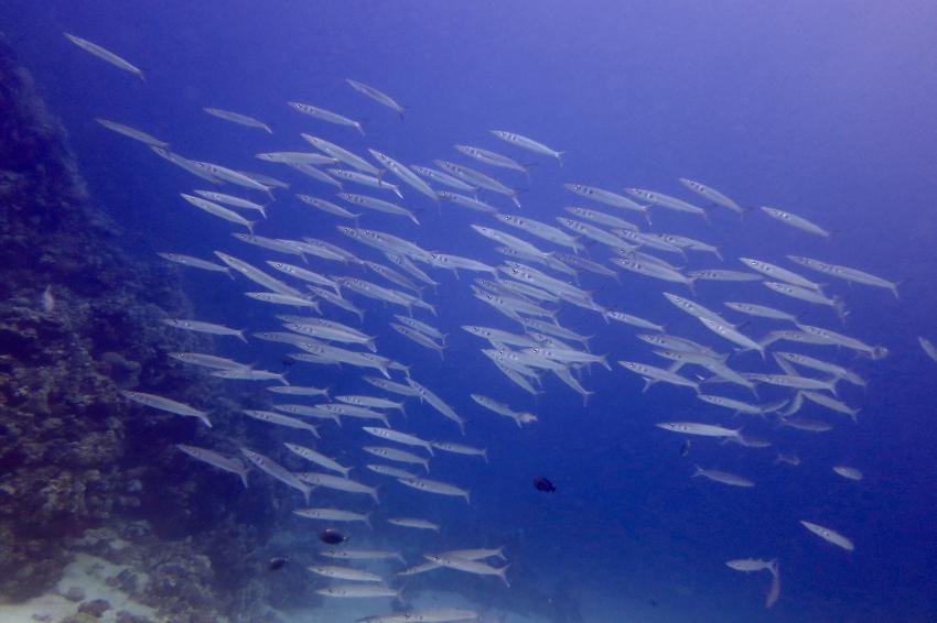Ducks Diving Quesier at Rohanou Beach Resort, Ägypten, El Quseir bis Port Ghalib