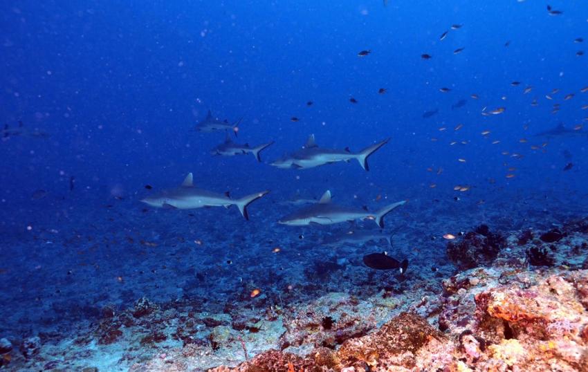 DivePoint Guraidhoo, Malediven